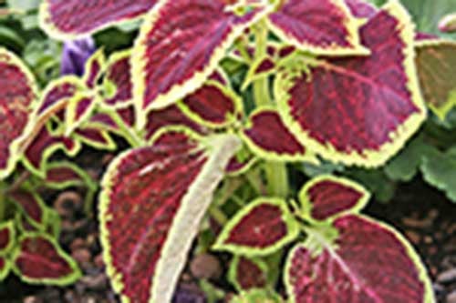 HOW WEIGHT LOSS WORKS WITH FORSKOLIN